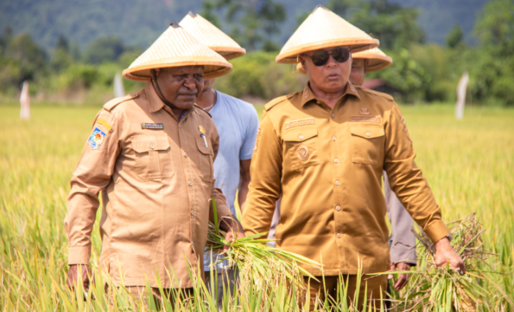 Teks Foto: Pelaksanaan panen raya padi di Kampung Bumi Raya, Distrik Nabire Barat, Provinsi Papua Tengah. (ist)