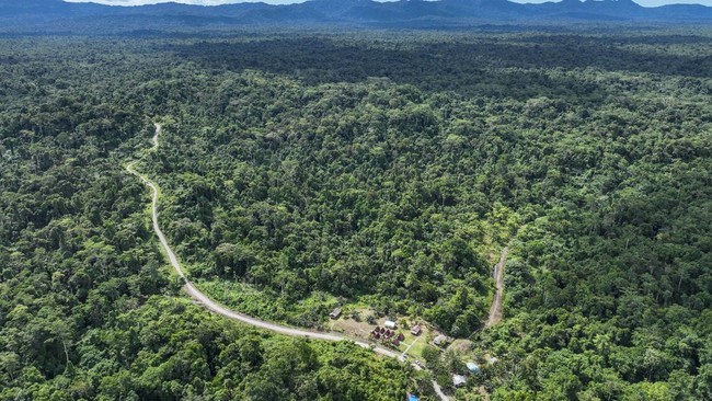 Teks Foto: Hutan seluas 481 ribu hektare di Papua akan disulap jadi lumbung pangan. (ist)