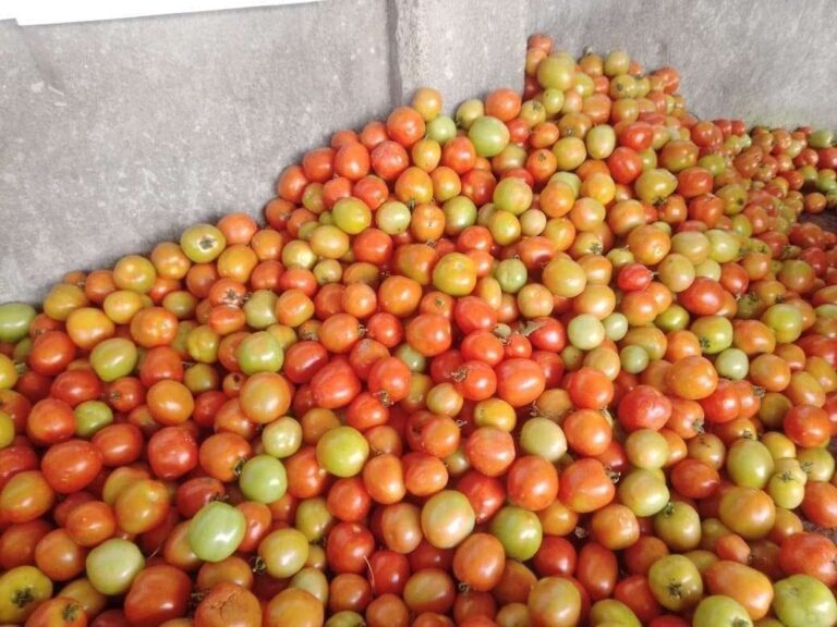 Teks Foto: Cuaca Ekstrem Picu Kenaikan Harga Tomat di Minahasa. (ist)