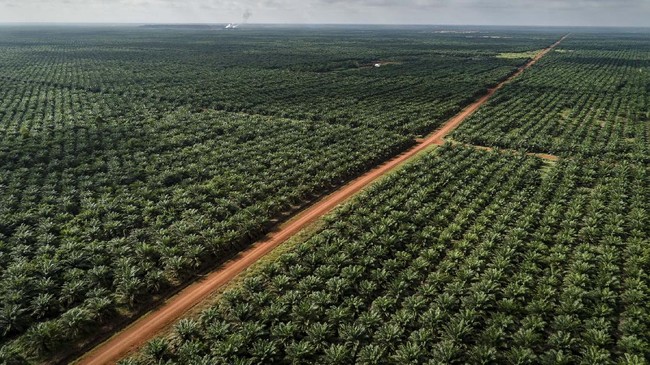 Teks Foto: Ilustrasi Kelapa Sawit. (ist)