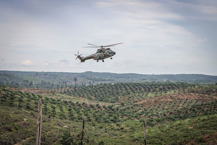 Teks Foto: Ilustrasi Kebun Kelapa Sawit. (ist)